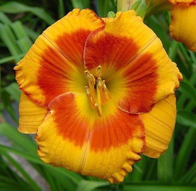 Favorite Things Daylily Garden - Orange Electric